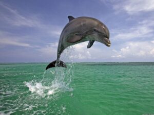Прыжок дельфина фото